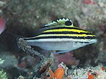 Bridled Monocle Bream - Scolopsis bilineata