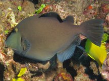 Bridled Triggerfish - Sufflamen fraenatus