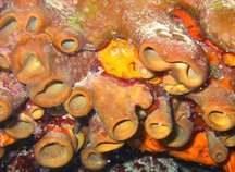 Brown Clustered Tube Sponge - Agelas wiedenmayeri