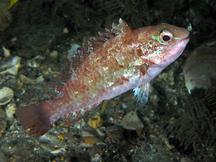 Bucktooth Parrotfish - Sparisoma radians