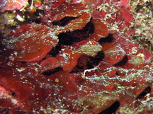 Burgundy Crust Algae - Peyssonnelia sp.