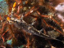 Regal Nudibranch - Cabangus regius