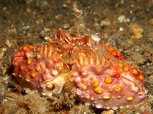 Two Horn Box Crab - Calappa bicornis