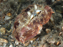 Tortuga Box Crab - Calappula tortugae