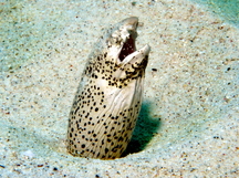 Freckled Snake Eel - Callechelys lutea