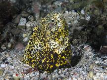 Marbled Snake Eel - Callechelys marmorata