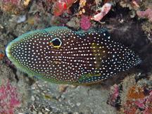 Comet - Calloplesiops altivelis