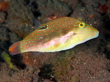 Whitebelly Toby - Canthigaster bennetti