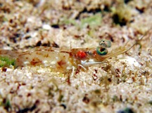 Carribean Velvet Shrimp - Metapenaeopsis goodei