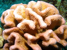 Cauliflower Coral - Pocillopora meandrina