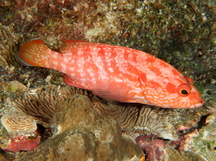 Strawberry Grouper - Cephalopholis spiloparaea