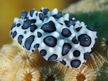 Black-Spotted Nudibranch - Ceratophyllidia papilligera