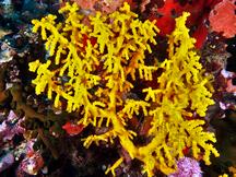 Chironephthya sp. 1 - Chironephthya sp. 1