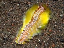 Darklined Fireworm - Chloeia fusca