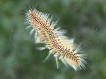 Blackline Fireworm - Chloeia viridis