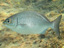 Bermuda Chub - Kyphosus sectatrix