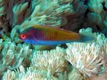 Ruby-Headed Fairy Wrasse - Cirrhilabrus chaliasi
