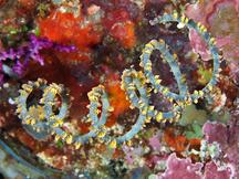 Spiral Wire Coral - Cirrhipathes spiralis