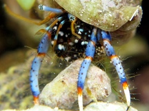 Blue-Legged Hermit Crab - Clibanarius tricolor