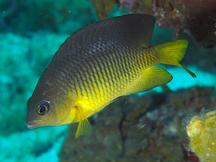 Caribbean Cocoa Damselfish - Stegastes xanthurus
