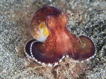 Coconut Octopus - Amphioctopus marginatus
