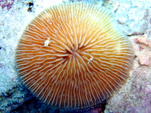 Common Razor Coral - Fungia scutaria