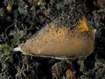 Oak Cone - Conus quercinus