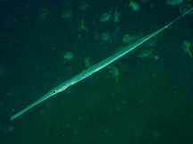 Tropical Reefs - Cornetfishes - Show all