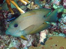 Twospot Bristletooth - Ctenochaetus binotatus