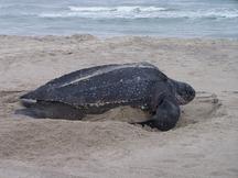 Leatherback Sea Turtle - Dermochelys coriacea