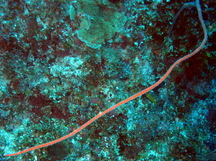 Devil's Sea Whip - Ellisella barbadensis