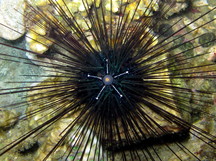 Black Longspine Urchin - Diadema setosum