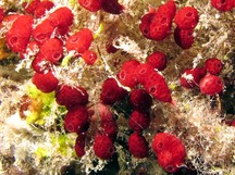 Didemnum Strawberry Tunicate - Didemnum cf. moseleyi