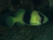 Doublebanded Soapfish - Diploprion bifasciatum