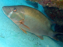 Caribbean Reefs - Snappers - Show all