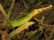 Double-Ended Pipefish - Syngnathoides biaculeatus