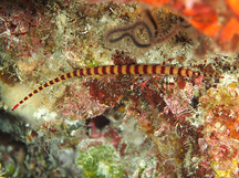 Naia Pipefish - Dunckerocampus naia
