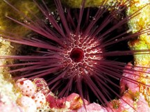 Needle-Spined Urchin - Echinostrephus aciculatus