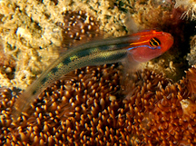 Redhead Goby - Elacatinus puncticulatus