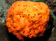 Orange Elephant Ear Sponge - Agelas clathrodes