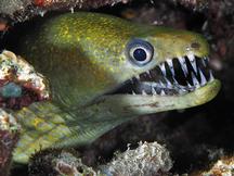 Dark-spotted Moray - Enchelycore kamara