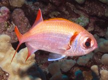Epaulette Soldierfish - Myripristis kuntee