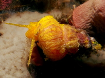 Golden Wentletrap - Epidendrium billeeanum