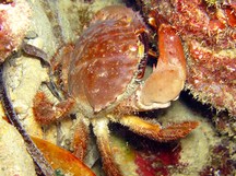 Sawedged Spooner Crab - Etisus utilis