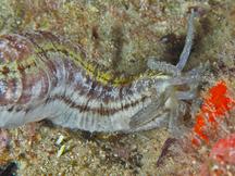 Beaded Sea Cucumber - Euapta lappa
