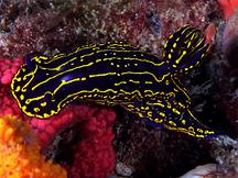 Regal Sea Goddess - Felimare picta