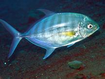 Blue Trevally - Ferdauia ferdau