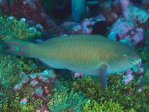 Festive Parrotfish - Scarus festivus