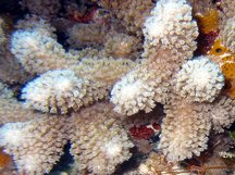Clubtip Finger Coral - Porites porites