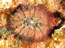 Forked Tentacle Corallimorph - Discosoma carlgreni